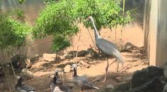 Zoo hledá uprchlého jeřába. Lidé ho mohou poznat podle červené hlavy