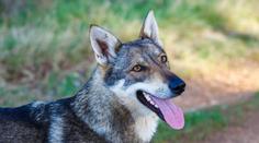 Rodina si myslela, že si z útulku odváží psa. Slova veterináře ji velmi překvapila