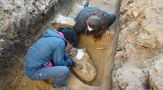 V Brně žil v době ledové nosorožec, archeologové našli jeho pozůstatky