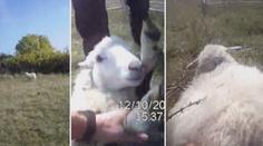 VIDEO: Strážníci na Stránské skále vysvobodili jehně ze sevření trnů