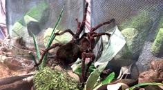 V pražské zoo probíhá výstava sklípkanů. Největší má 30 cm!