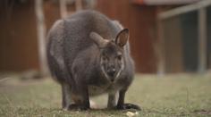 Gymnázium si otevřelo vlastní zoo, má přes 120 zvířecích druhů