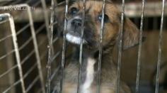 Český veterinář pašoval skoro 50 polomrtvých štěňat. Chytili ho