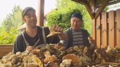 Houbaři mají žně: 30 kilo hub za hodinu! Tady rostou. PŘEHLED