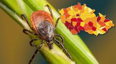 Ochrnutí, hluchota, smrt... Klíšťata a jejich virus kosí Čechy!
