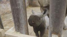 Zoo Dvůr Králové se pyšní chovem nosorožců. Takhle se daří novorozenému Magashimu