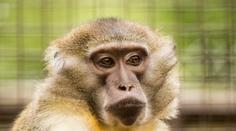 Vzácné opice: Není jich ani 30 na světě, tři teď mají v ostravské zoo!