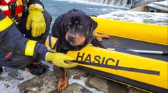 Hasiči z řeky zachránili promrzlého psa. Na veterině ho záhy utratili