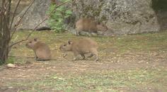 Historický rekord v pražské zoo. Narodilo se najednou hned sedm kapybar