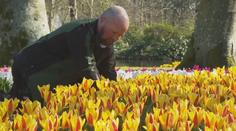 V Nizozemsku začala sezóna tulipánů. V zahradě Evropy jich vykvetou miliony