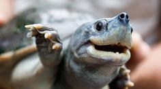 Pražská zoo získala poklad. Dosud byla vzácná želva k vidění jen v Asii