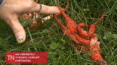 Na Liberecku našli záhadnou houbu! Vypadá jako chobotnice