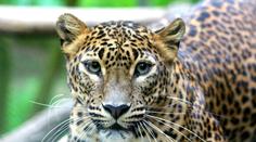PRVNÍ FOTKY: V Zoo Brno se narodila mláďata levharta