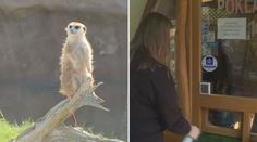 Zoo mohly otevřít. Ne všechny se na přísné podmínky stihly připravit