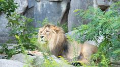 Horor v německé zoo: Dva lvi napadli mladého ošetřovatele