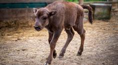 Podvodníci zneužili zubří mládě v zoo. Falešná výhra vás může vyjít draho