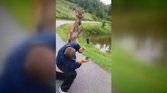V Tatrách řádil agresivní jelen. Turisty kopal do zadku. VIDEO