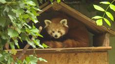 V jihlavské zoo se narodila mláďata vzácných pand červených. Jejich otec je známý útěkář