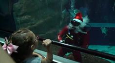 Santa vystřídal soby za žraloky! Dárky tentokrát rozděloval v akváriu