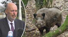Africký mor prasat se blíží k Česku. Už museli aktivovat krizová centra