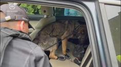 Celníci zadrželi auto s téměř dvěma kily drog. Muž je schovával v trenýrkách