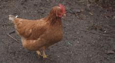 Ptačí chřipka udeřila na Česko nebývalou silou. Je velmi agresivní, varují veterináři