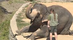 Ústecká zoologická zahrada přijde o posledního slona. Doplnění chovu není možné