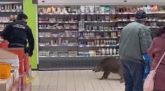 VIDEO: V supermarketu chytali divoké prase. Málem zranilo malé dítě