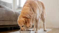 Veterináři varují před krmením pro mazlíčky. Ve zvěřině našli olovo