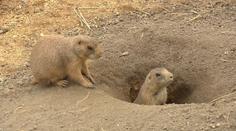 Notoričtí útěkáři mají nový domov! Zoo přichystala psounům překvapení