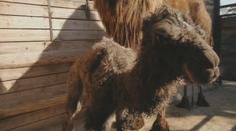 Zvířata si užívají klid od lidí. Zoo přivítala další mládě