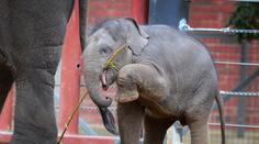 Tragédie v ZOO: Slůně (1) se zabilo během hry s pneumatikou, jeho oblíbenou hračkou!