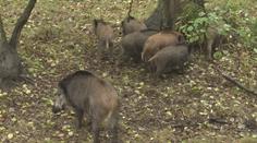 Přemnožené divočáky se loni zredukovat nepodařilo, kvůli lidem se stahují hlouběji do lesů
