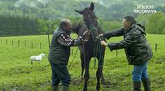 Policie Modrava boduje! Sledovaly ji skoro 2 miliony diváků