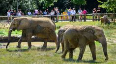 Zlínská zoo truchlí. Slonice nepřežila náročnou operaci