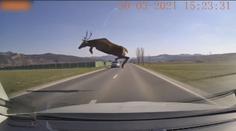 VIDEO: Mrazivé záběry: Chybělo málo a automobil srazil obřího jelena