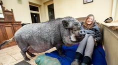 Při koupi pozor: Z miniprasátka vyrostl chlupatý, 130kilový kanec!
