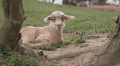 Zvířatům se na začátku jara rodí mláďata. Kozí farma hlásí desítky nových přírůstků