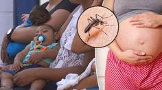 Virus Zika hlásí další země! Nemoc už je v Portugalsku a Kanadě