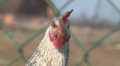 Veterináři zakázali chov drůbeže pod širým nebem, hrozí obří pokuta