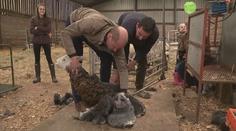 VIDEO: Kate a William si vyzkoušeli stříhání ovcí