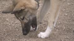 Víte, jak poskytnout psovi první pomoc při otravě? Veterinář řekl, jak se zachovat