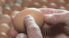 Česká krabička, polská vejce! Původ poznáte až ze skořápky