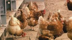 Vybíjení slepic pokračuje. V Častoticích musí veterináři utratit 45 tisíc ptáků