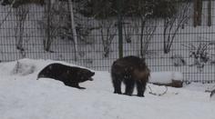ROZTOMILÉ VIDEO: Rosomáci z brněnské zoo si užívají první sníh