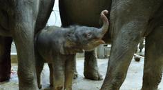 Smutné zprávy z pražské zoo: Nejmladší slůně Amalee zabil herpes virus
