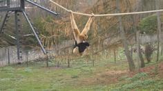 Giboni v ústecké zoo si zvykají na nový výběh. Některým to trvá měsíce