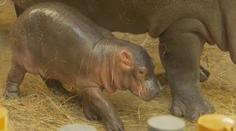 V ostravské zoo se narodil malý hrošík, takhle tráví první dny života