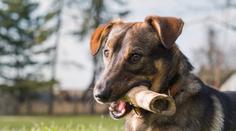 Veterináři varují: Kosti pejskům nedávejte, mohou je i zabít!