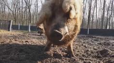 Vzácná prasata čelí africkému moru. Ochránci bojují za jejich přežití